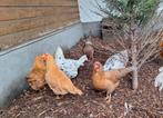 Te koop, Dieren en Toebehoren, Pluimvee, Vrouwelijk, Kip