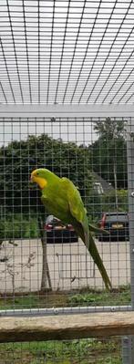 Barraband cinnamon bewezen broedkoppel., Dieren en Toebehoren, Meerdere dieren, Parkiet, Geringd