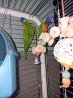 Bewezen broed koppel man half tam, Meerdere dieren, Parkiet, Tam