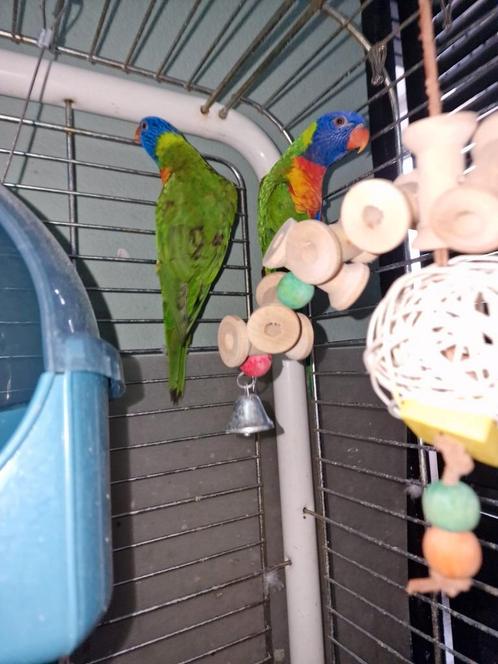 Bewezen broed koppel man half tam, Dieren en Toebehoren, Vogels | Parkieten en Papegaaien, Parkiet, Meerdere dieren, Tam