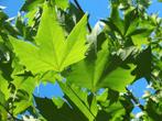 **ACTIE** Platanus acerifolia, plataan bomen, Ophalen of Verzenden, Lente, Volle zon, Bolboom