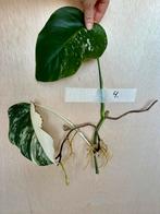 Monstera Albo stek met veel nieuwe wortels, Overige soorten, Minder dan 100 cm, Groene kamerplant, Halfschaduw