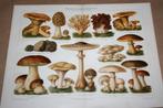 Antieke kleurenlitho - Eetbare paddestoelen - Ca 1900, Ophalen of Verzenden