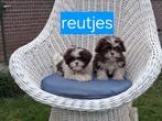 Te koop mooie speelse boomer pups, Dieren en Toebehoren, Honden | Chihuahua's en Gezelschapshonden, Overige rassen, CDV (hondenziekte)