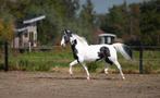 Ter dekking, Fons XX35 Homozygote barockpinto!, Hengst