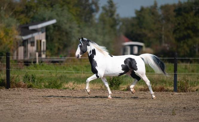 Ter dekking, Fons XX35 Homozygote barockpinto!, Dieren en Toebehoren, Paarden en Pony's | Dekhengsten en Fokmerries, Hengst