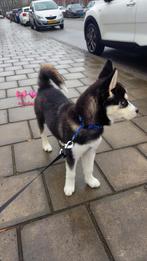 Lieve Husky pup te koop, Dieren en Toebehoren, 15 weken tot 1 jaar, Teef, Eén hond, Middel
