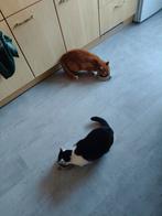 2 poezen, 1 kater, Dieren en Toebehoren, Meerdere dieren