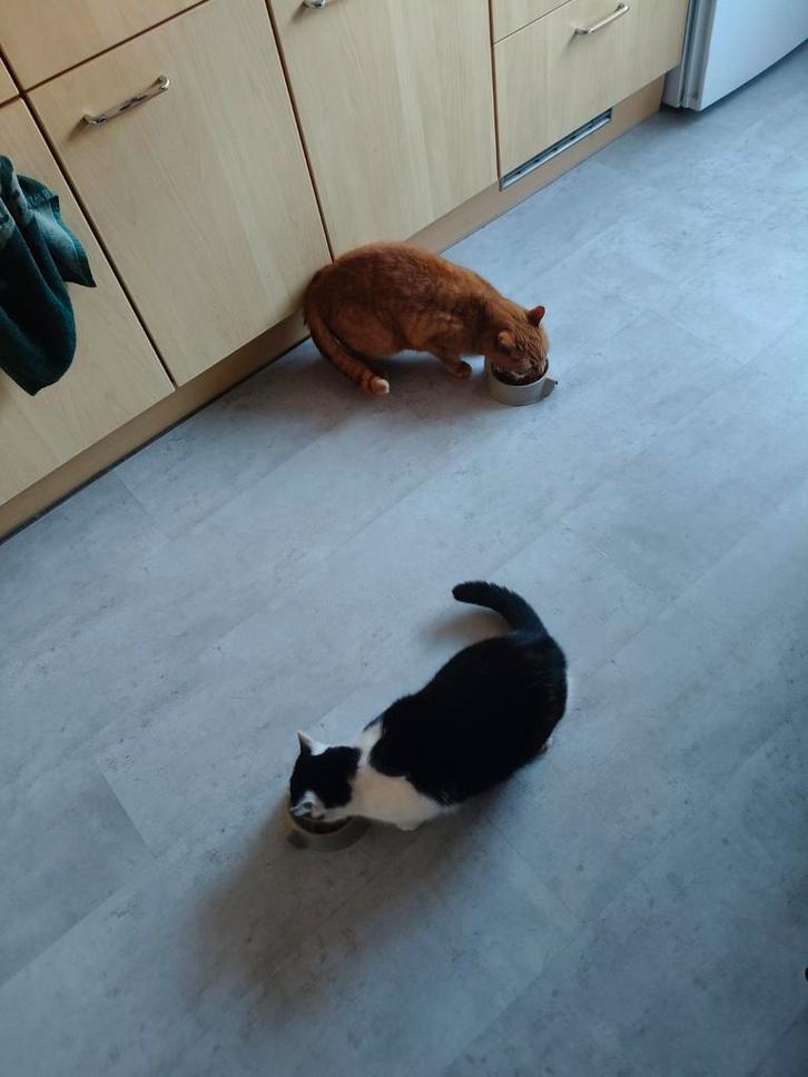 2 poezen, 1 kater, Dieren en Toebehoren, Katten en Kittens | Raskatten | Korthaar, Meerdere dieren