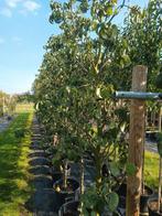 Conference perenboom | Oude perenbomen in pot, In pot, Lente, Overige soorten, Volle zon