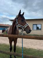 Super lieve en mooie ruin, Dieren en Toebehoren, Paarden, Gechipt, Ruin, Dressuurpaard, 3 tot 6 jaar
