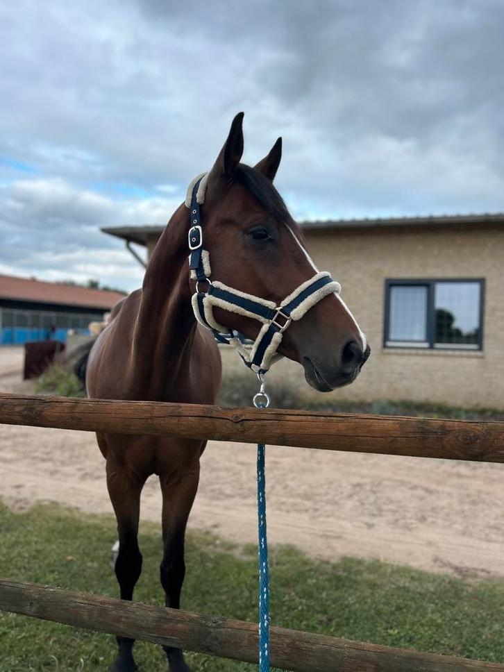 Super lieve en mooie ruin, Dieren en Toebehoren, Paarden, Ruin, L, 165 tot 170 cm, 3 tot 6 jaar, Dressuurpaard, Met stamboom, Gechipt
