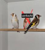 Majoor Putters Popen, Dieren en Toebehoren, Vogels | Overige Vogels, Vrouwelijk, Wildzangvogel, Geringd