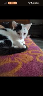 MET SPOED GOED THUIS GEZOCHT!, Dieren en Toebehoren, Katten en Kittens | Overige Katten, Kater, Kortharig, 0 tot 2 jaar