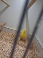 Koppels kanaries geel, Dieren en Toebehoren, Vogels | Kanaries, Meerdere dieren, Kleurkanarie