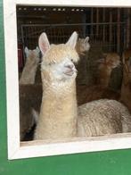 Mooie witte alpaca merrie, Dieren en Toebehoren, Overige Dieren, Alpaca's, Vrouwelijk