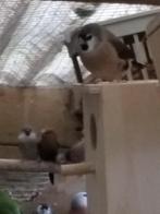 overige vogels, Dieren en Toebehoren, Vogels | Overige Vogels, Vrouwelijk, Tropenvogel