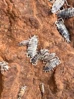 Porcellionides pruinosus ‘Oreo Crumble’, Dieren en Toebehoren, Overige soorten
