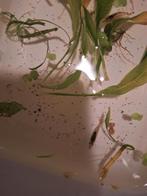 Gratis; 7x garnalen, Kreeft, Krab of Garnaal