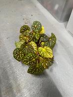 Begonia Sp China, Overige soorten, Minder dan 100 cm, Ophalen of Verzenden, Halfschaduw