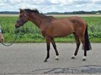 Orchid's Romelo - 3 jarig top gefokt talent, Dieren en Toebehoren, Gechipt, Ruin, Niet van toepassing, 3 tot 6 jaar