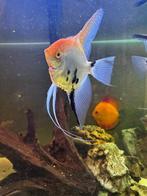 Maanvissen - 5 stuks, Vis, Zoetwatervis, Schoolvis