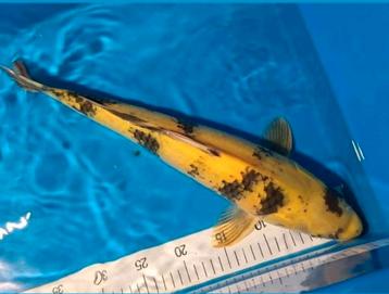 Prachtige ki utsuri van marusei koi farm 50 cm snelgroeier beschikbaar voor biedingen