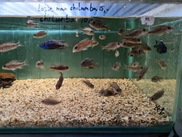 Aulonocara Chilumba Malawi Cichliden beschikbaar voor biedingen