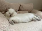 Britse korthaar kitten 100% raszuiver, Dieren en Toebehoren, Katten en Kittens | Raskatten | Korthaar, Poes, Ontwormd, 0 tot 2 jaar
