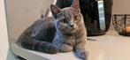 Britse korthaar kittens, Dieren en Toebehoren, Katten en Kittens | Raskatten | Korthaar