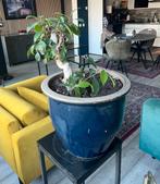 Bonsai planten inclusief pot blauw 2 stuks, Ophalen, Steen, Gebruikt, Minder dan 60 cm