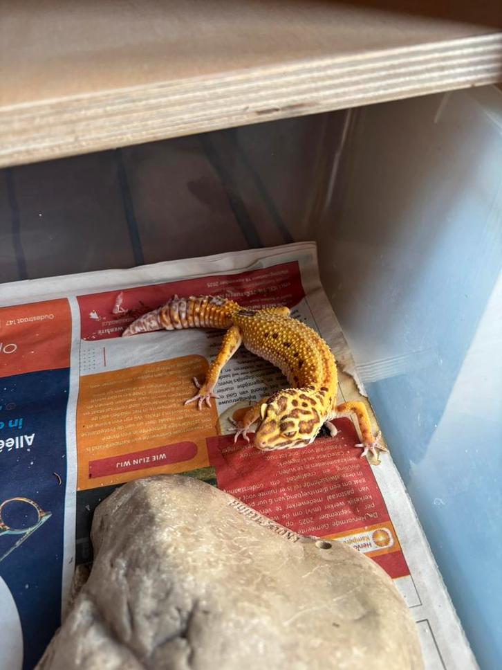 Luipaardgekko vrouwtje