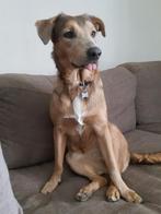 Lieve Knuffelige Hond, Particulier, Buitenland, Teef, Eén hond