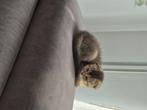 Poes, Dieren en Toebehoren, Katten en Kittens | Raskatten | Korthaar, Poes, Met stamboom, 0 tot 2 jaar