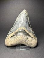 Prachtige megalodon haaientand 13,4 cm Indonesie, Ophalen of Verzenden, Fossiel