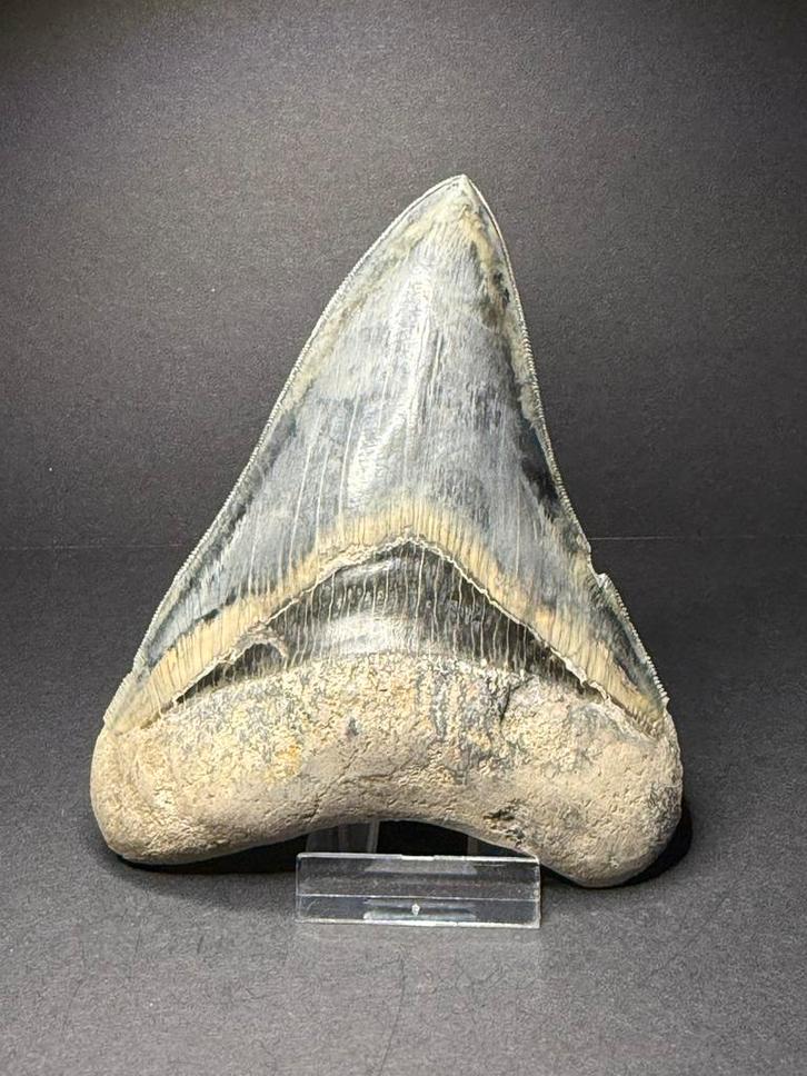 Prachtige megalodon haaientand 13,4 cm Indonesie, Verzamelen, Mineralen en Fossielen, Fossiel, Ophalen of Verzenden