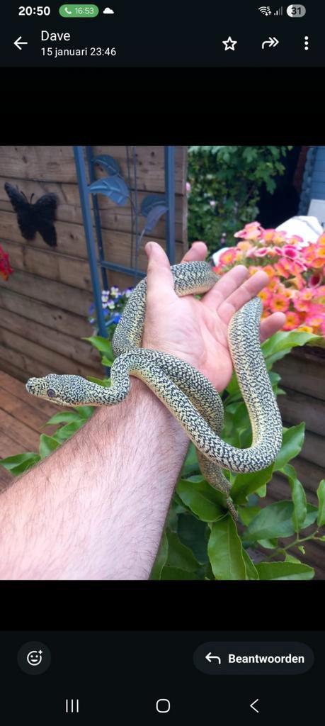 Tapijtpythons. Morelia Spilota...