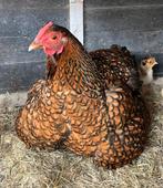 Wyandotte kriel kuikens te koop, Dieren en Toebehoren, Pluimvee, Geslacht onbekend, Kip