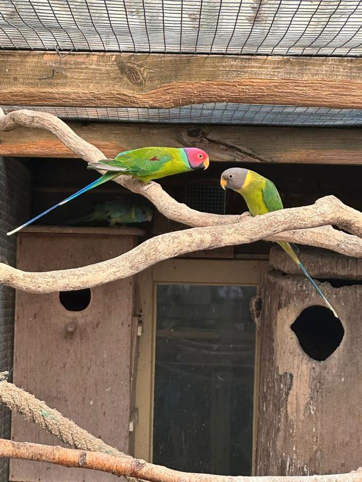 Verschillende soorten kromsnavels, kanaries en tropen, Dieren en Toebehoren, Vogels | Parkieten en Papegaaien, Parkiet, Meerdere dieren