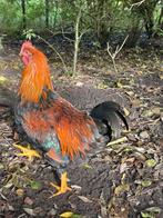 Welsumer hanen, Dieren en Toebehoren, Pluimvee, Mannelijk, Kip