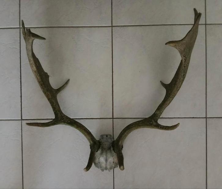 Gewei van damhert, Verzamelen, Dierenverzamelingen, Gebruikt, Gewei of Kop, Hert, Ophalen