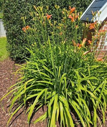 Daglelies met schitterende oranje bloemen. beschikbaar voor biedingen