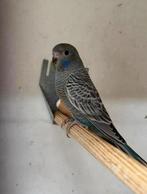 Grasparkieten blackface split kanssplit blackwing, Meerdere dieren, Parkiet, Geringd