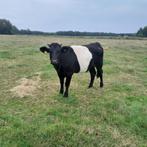 Stamboek lakenvelder pink, Vrouwelijk, 0 tot 2 jaar
