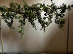Groene Decoratie-takken. Diverse soorten., Huis en Inrichting, Ophalen, Zo goed als nieuw, Binnen