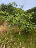 walnotenbomen, Tuin en Terras, Planten | Bomen, Ophalen, Volle zon, Overige soorten
