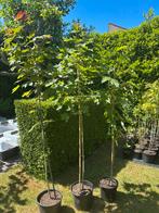 Esdoorn, Acer pseudoplatanus, gewone esdoorn, Ophalen, In pot, Overige soorten, 100 tot 250 cm