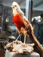 opgezet dier/opgezette Fazant, Ophalen of Verzenden, Zo goed als nieuw, Wild dier, Opgezet dier