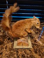 Oud opgezet eekhoorntje., Verzamelen, Ophalen, Gebruikt, Opgezet dier