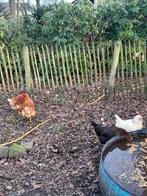 Kippen, Dieren en Toebehoren, Pluimvee, Vrouwelijk, Kip